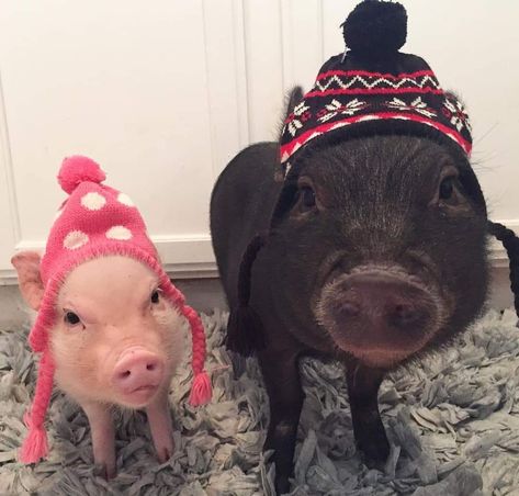 Pigs, Hats