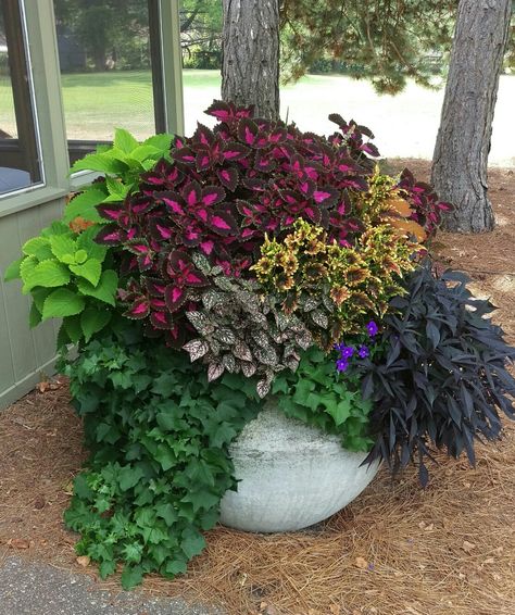 Plants For Large Pots, Coleus Planter, Patio Flower Pots, Big Pots, Potted Plants Patio, Pots Plants, Patio Flowers, Front Garden Landscape, Container Garden Design