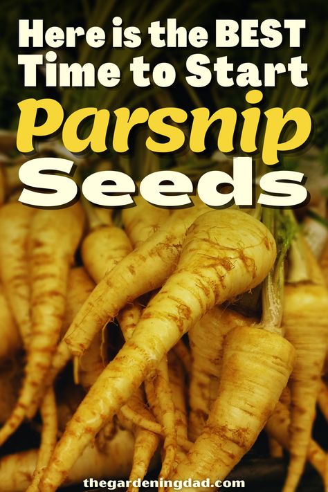 Do you want to try growing Parsnip? The Gardening Dad will go over the best ways to start your seeds. #Thegardeningdad #Parsnip #garden Growing Parsnips, Tomato Disease, Watering Tomatoes, Tomato Pruning, Tomato Fertilizer, Determinate Tomatoes, Hobby Farming, Vegetable Planters, Herb Gardening