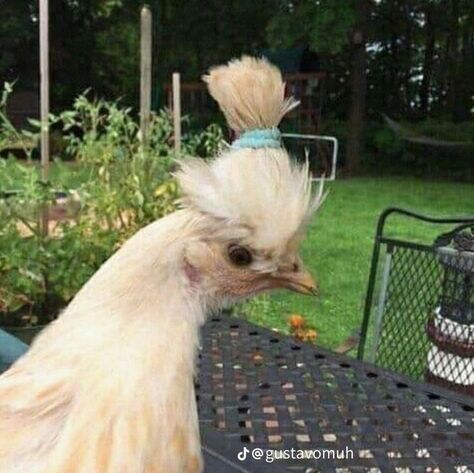 Animal Aesthetic Pfp, Pollo Animal, Animal Videos Funny, Chicken Aesthetic, Animal Aesthetic, Chicken Pictures, Quiet Girl, Funny Animal Photos, Cute Chickens