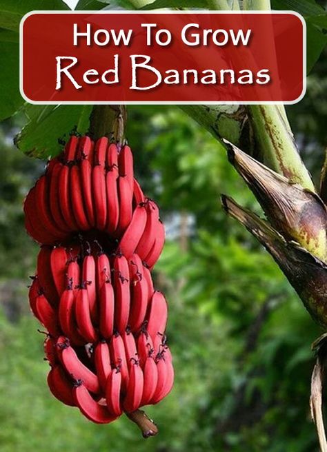 How To Grow Red Bananas Red Banana Plant, Red Banana Tree, Growing Bananas, Homestead Lifestyle, How To Grow Bananas, Weird Fruit, Growing Mushrooms At Home, Red Banana, Greenhouse Farming