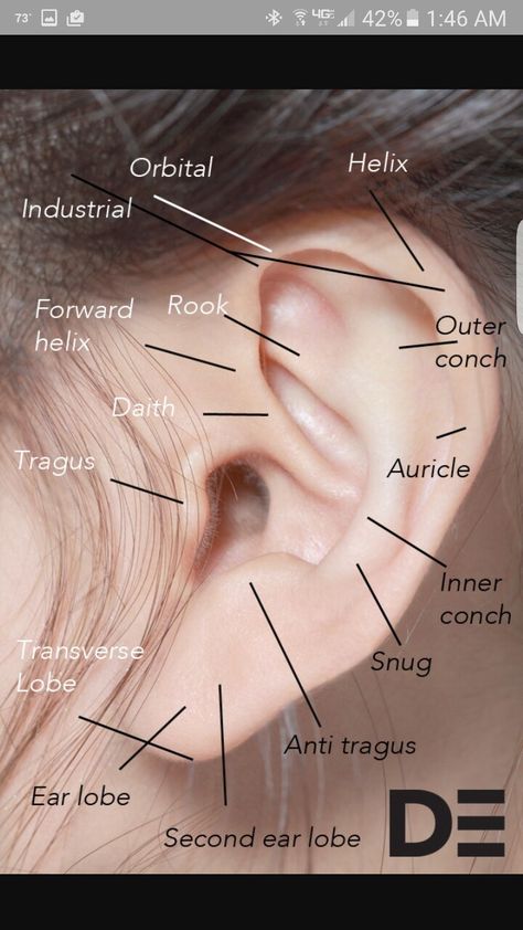 Ear piercing descriptions Different Types Of Ear Piercings, Ear Piercing Names, Ear Peircings, Types Of Ear Piercings, Septum Piercings, Cute Piercings, Piercings Unique, Tragus Piercing, Daith Piercing