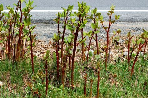 Shrub Removal, Beach House Landscaping, Woodinville Washington, Gardening Pictures, Japanese Knotweed, Killing Weeds, Kill Weeds, Japanese Knot, Shade Garden Plants