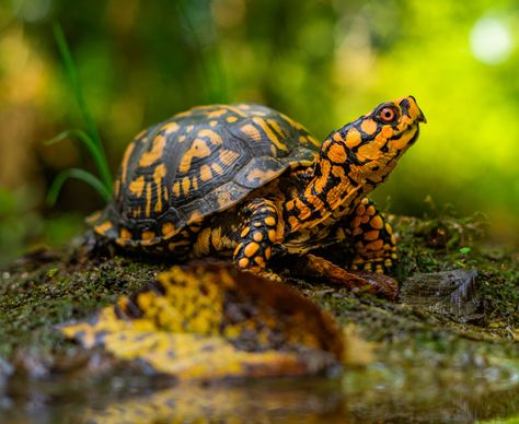 Box Turtles, Eastern Box Turtle, Land Turtles, Turtle Images, Deadly Animals, Turtle Drawing, Snapping Turtle, Box Turtle, Tortoise Turtle