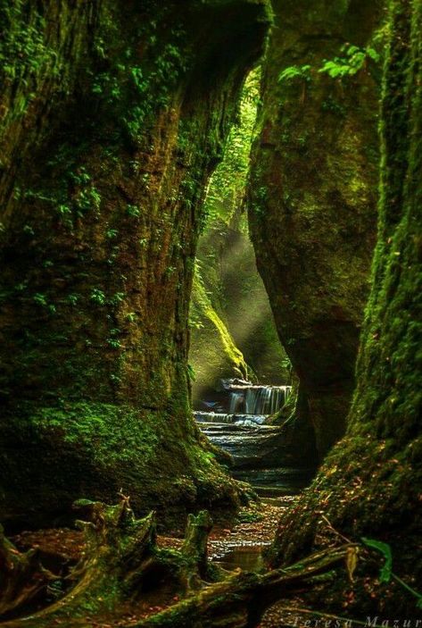 Finnich Glen, Scottish Forest, Forest Glade, Scotland Trip, Magic Places, Inner Sanctum, Mystical Forest, Green Forest, Scotland Travel