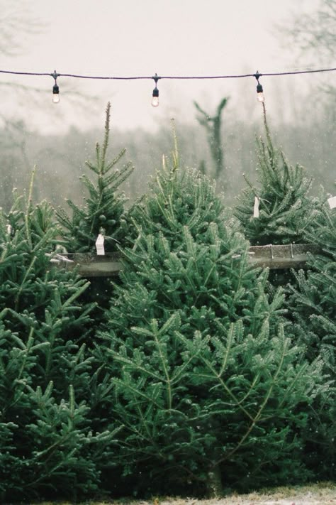 The Old Farm Christmas Tree Place in Maine ; Gardenista Christmas Time Is Here, Tree Farm, Winter Vibes, Christmas Tree Farm, Noel Christmas, Tree Farms, Merry Little Christmas, Christmas Mood, Holiday Inspiration