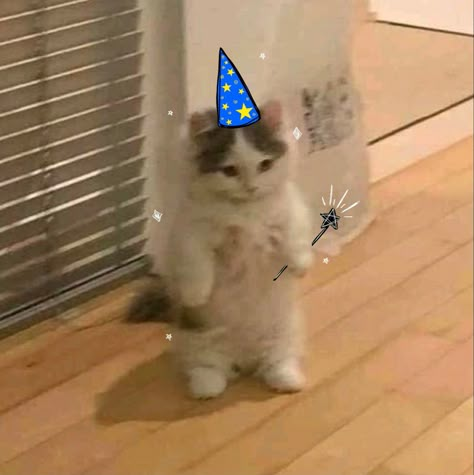 Hello Cat Reaction Pic, Wizard Pfp, Wizard Posting, Silly Creature, Excited Cat, Cat Wizard, Standing Cat, Wizard Cat, Cat Pfp