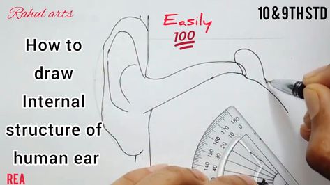 Easy trick to draw Internal structure of human ear | Auditory parts with simple steps for beginner's | 9th and 10th Std. Reference; 9th standard science text book, KTBS. Structure Of Human Ear, Human Ear Diagram, Ear Diagram, Ear Structure, Biology Diagrams, Science Text, How To Draw Ears, Anatomy Bones, Medical Books