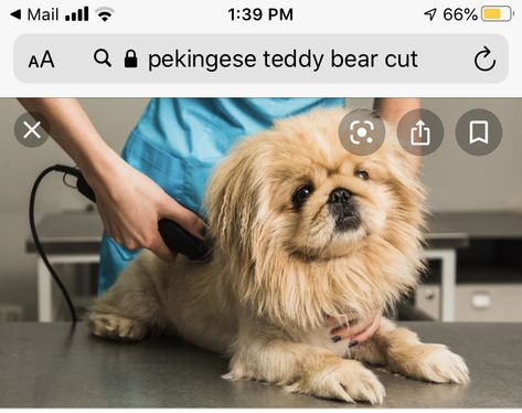 Lion Cut Dog, Shih Tzu Puppy Cut, Bear Dog Breed, Shih Tzu Haircuts, Best Small Dogs, Dog Match, Dog Stock Photo, Dog Remedies, Puppy Finder