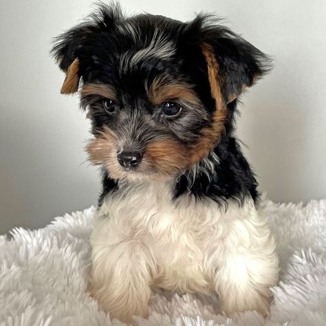 Yorkie Puppies, Yorkie Puppies For Adoption Near Me, Biewer Yorkshire, Yorkie Poo For Sale, Yorkie Poo Puppies, Shorkie Puppies, Tea Cup Yorkie Puppies, Blue Nose Pitbull Puppies, Teacup Yorkie For Sale