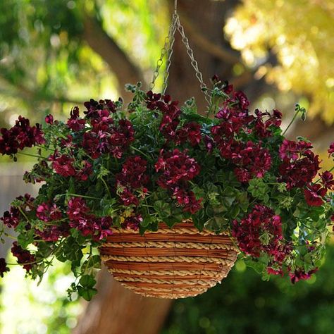 Precision™ Dark Burgundy Ivy Geranium Plant Canopy, Ivy Geraniums, Geranium Plant, Red Geraniums, Summer Plants, Ivy Leaf, Dark Burgundy, Annual Flowers, Container Gardens