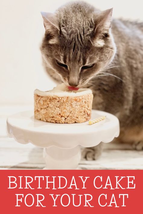 Birthday Cake For Your Cat ~ 4 simple ingredients are all you needed for a plant-based treat filled with your cat's favorite meaty flavors! via @thiswifecooks Cat Birthday Cake For Cats, Cat Birthday Cakes, Cat Shaped Food, Dog Party Invite, Dog Cake Design, Cat Birthday Ideas, Cat Treats Recipes, Dog Gotcha Day, Gotcha Day Party