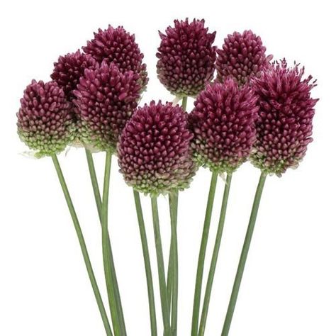 ALLIUM BULLIT 60cm | Wholesale Dutch Flowers & Florist Supplies UK Pink Fireworks, Allium Flowers, Short Vase, Star Of Bethlehem, Florist Supplies, Floating Flowers, Bouquet Arrangements, Burgundy Flowers, Vibrant Purple