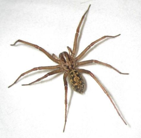 Hobo spider- Tegenaria agrestis / Photo taken by Judgeking Hobo Spider, Dangerous Spiders, Spider Fact, Funnel Web Spider, Spiders Repellent, Recluse Spider, Brown Recluse Spider, Spiders And Snakes, Spider Pictures