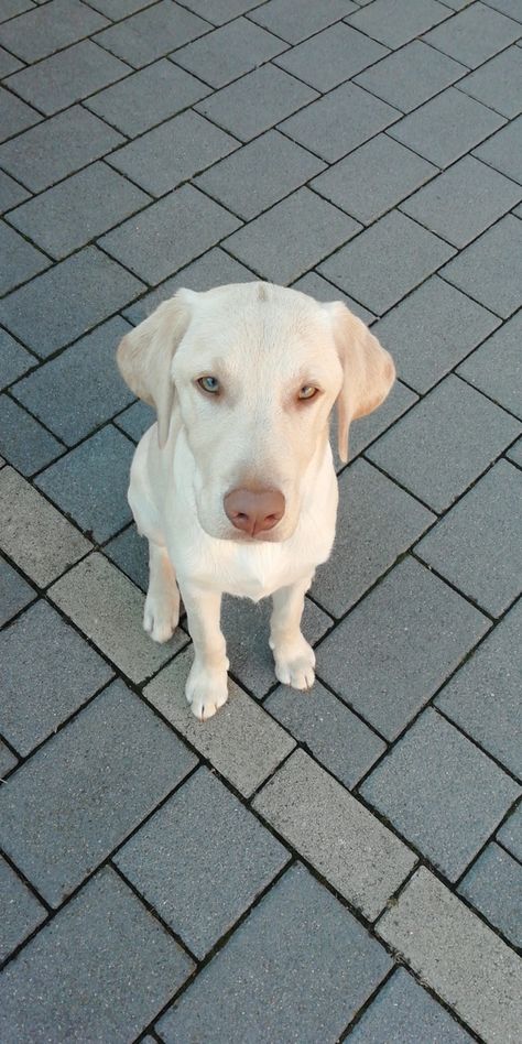 Dudley Labrador, Lab Puppy, Lab Dogs, Labrador Retriever Puppies, Retriever Puppies, Lab Puppies, Labrador Retrievers, Animal Pics, Best Friends Forever