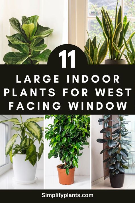 "Large indoor plants, houseplants, west facing window plants, indoor 
gardening, interior plant decor, plant care tips, indoor plant species, 
indoor plant ideas, indoor plant inspiration, indoor plant decor, indoor 
plant styling." Plants For West Facing Window, West Facing Windows, Large Indoor Plants, Best Indoor Plants, Indoor Plant, Indoor Plants, Plants