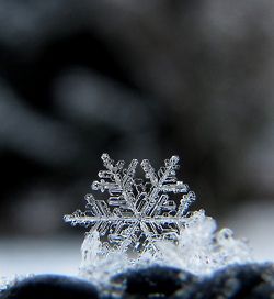 snow flake I Love Winter, Ice Crystals, Snow Flakes, Winter Love, Snow Ice, Winter Magic, Winter Beauty, Snow And Ice, Winter Wonder