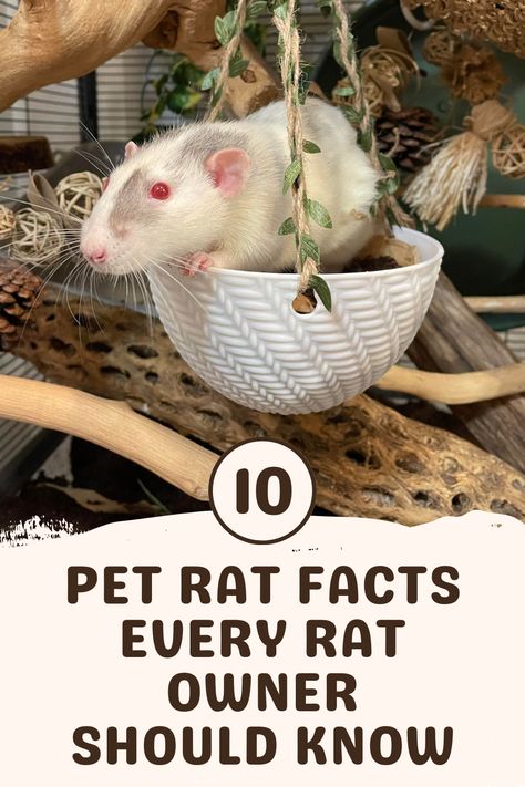 Rat Cage Diy, Rat Facts, Diy Rat Toys, Pet Rat Cages, Rat Care, Rat Cage Accessories, Pet Rodents, Baby Rats, Rat Toys