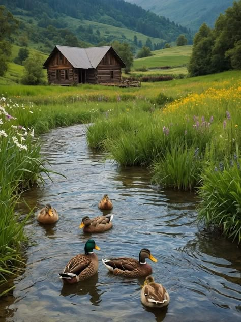 Country Views Photography, Countryside Life Aesthetic, Country Life Photography, Farm Ponds, Duck Photography, Farm Photos, Farm Landscape, Farm Pictures, Cottage Aesthetic