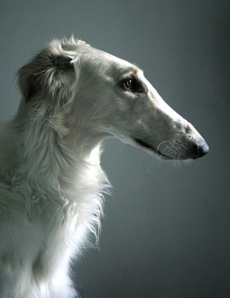 Borzoi Photography, Borzoi Side Profile, Dog Side Profile, Borzoi Dog, Friends Ideas, Animal References, Favorite Animal, Artistic Inspiration, Ap Art