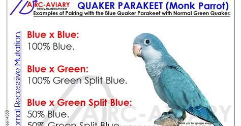 QUAKER PARAKEET (Monk Parrot) Quaker Parakeet, Parakeet Colors, Monk Parakeet, Blue Wings, Parrot, Green, Blue, Quick Saves, Color