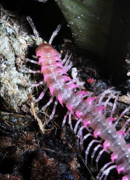 Desmoxytes purpurosea, Shocking Pink Dragon Millipede. A toxic spiny millipede about 3cm long produces hydrogen cyanide to protect itself from predators. Zoroark Pokemon, Millipedes, Bug Collection, Cool Bugs, Pink Dragon, A Bug's Life, Shocking Pink, Beautiful Bugs, Creepy Crawlies