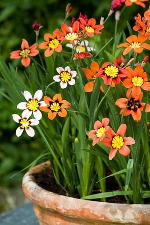 Sparaxis Flower, Bulb Planting, Butterfly Garden Plants, Container Garden Design, Flowers Orange, Flower Pots Outdoor, 수채화 그림, Flower Names, Container Flowers