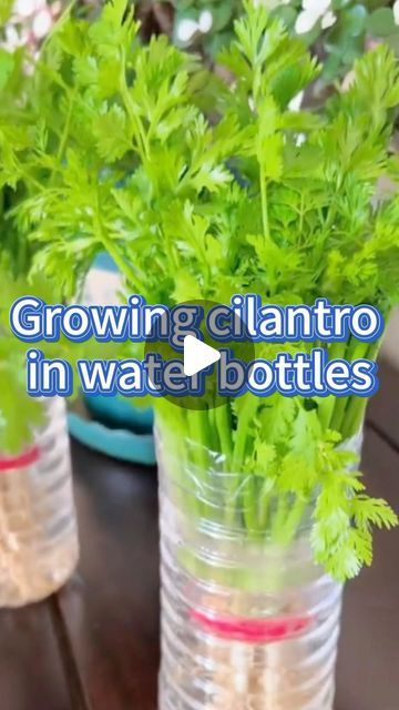 SeedToHarvest on Instagram: "#garden #gardening #planting #cilantro #gardeningtips #hydroponic #herbs" Hydroponics Diy Indoor, Planting Cilantro, Cilantro Garden, Hydroponic Herbs, Grow Cilantro Indoors, Plant Food Diy, Hydroponic Gardening Diy, Grow Cilantro, Indoor Hydroponic Gardening