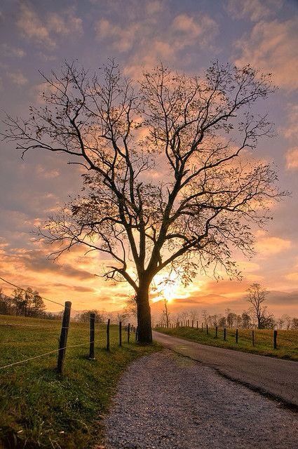 Cades Cove, Great Smoky Mountains National Park, Smoky Mountain National Park, Alam Yang Indah, Great Smoky Mountains, Beautiful Tree, Smoky Mountains, A Tree, Beautiful World