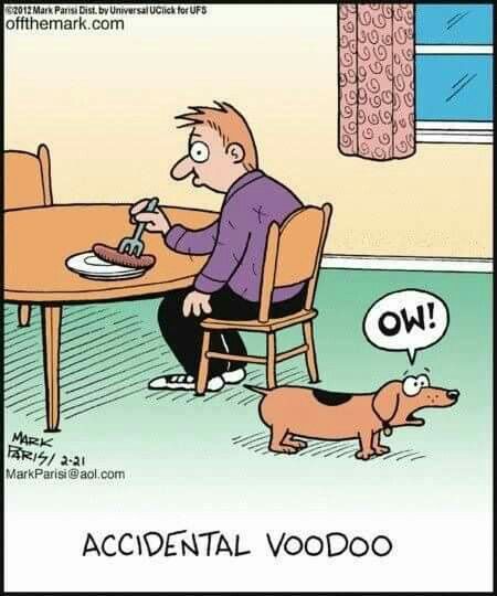 Accidental voodoo Dog Comics, Dachshund Love, E Card, Cartoon Pics, Funny Animal Pictures, On The Floor, Funny Cartoon, Funny Cartoons, Funny Signs