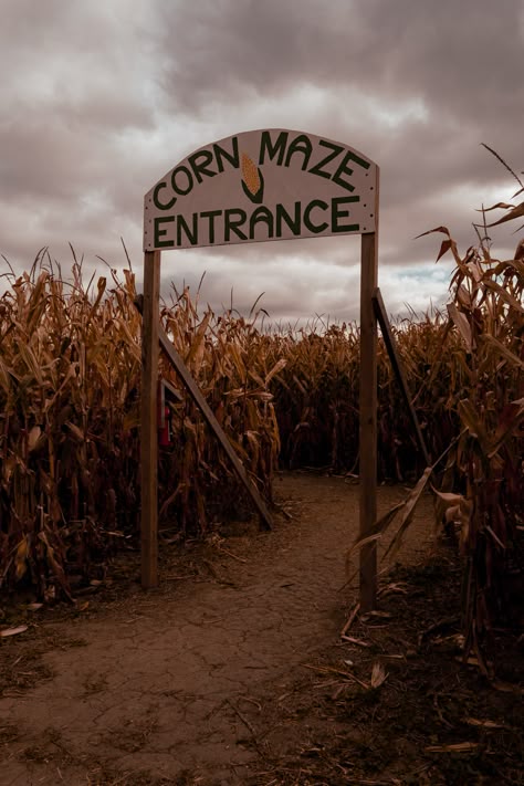 cloudy day at the corn maze entrance, surrounded by dried dead corn Corn Maze Fall, Fall Festival Aesthetic, Catacombs Aesthetic, Corn Maze Aesthetic, Corn Aesthetic, Hay Maze, Haunted Corn Maze, Midwest Gothic, Pleasing Aesthetic