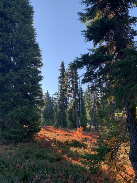 Northwest Aesthetic, Autumn Fall Aesthetic, Life In Paradise, Pretty Trees, National Park Road Trip, Mood Wallpaper, Wildlife Nature, Life Is Strange, Fall Aesthetic