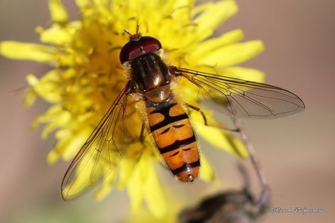 Mosca de flores - Hoverfly Hoverfly, Insects, Bee, Animals