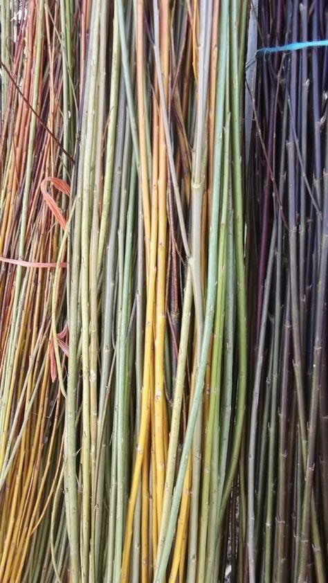 Growing Willow For Weaving, Foraged Fibers, Weaving Nature, Willow Sculptures, Fun Garden Projects, Willow Furniture, Forest Crafts, Pine Needle Crafts, Basket Willow