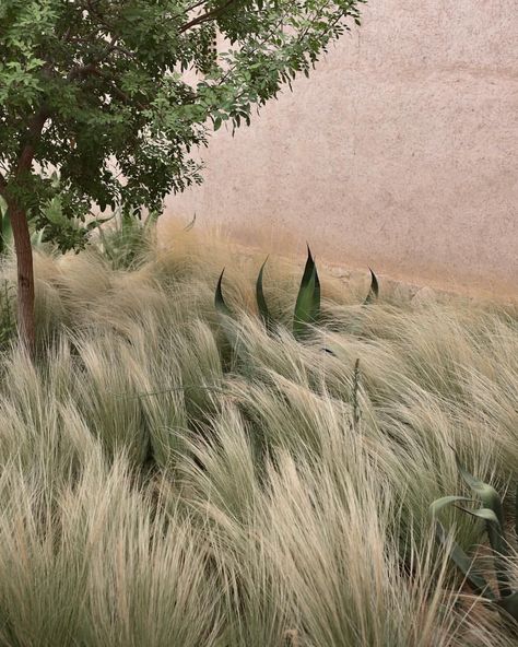 Berber Lodge, Dry Garden, Grasses Landscaping, Material Things, Grasses Garden, Mediterranean Garden, Agaves, Ornamental Grasses, Landscaping Plants