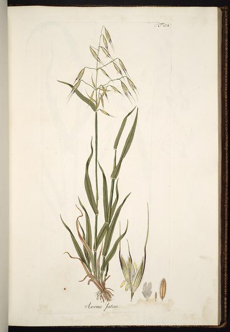 Wild oats drawing Timothy Grass Tattoo, Reeds Drawing, Reed Drawing, Reed Tattoo, Marsh Plants, Grass Drawing, Books Illustration, Botanical Flower Art, Missouri Botanical Garden