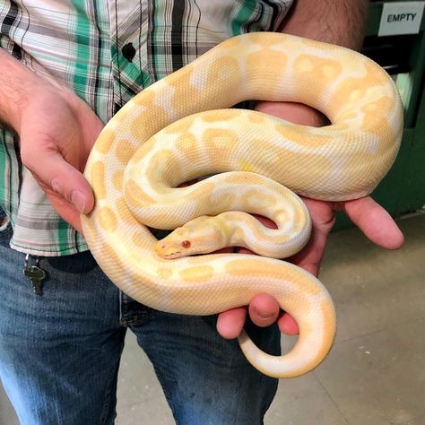 Ball Python Albino, Auntie Meme, Ball Python Colors, Piebald Ball Python, Albino Ball Python, Reptile Pets, Richard Allen, Dog Drawing Simple, Pretty Snakes