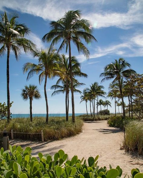 The Ritz-Carlton Bal Harbour, Miami Bal Harbour Miami, Bal Harbour, The Ritz Carlton, The Choice, Ritz Carlton, Travel Guide, Travel Tips, Miami, Paradise