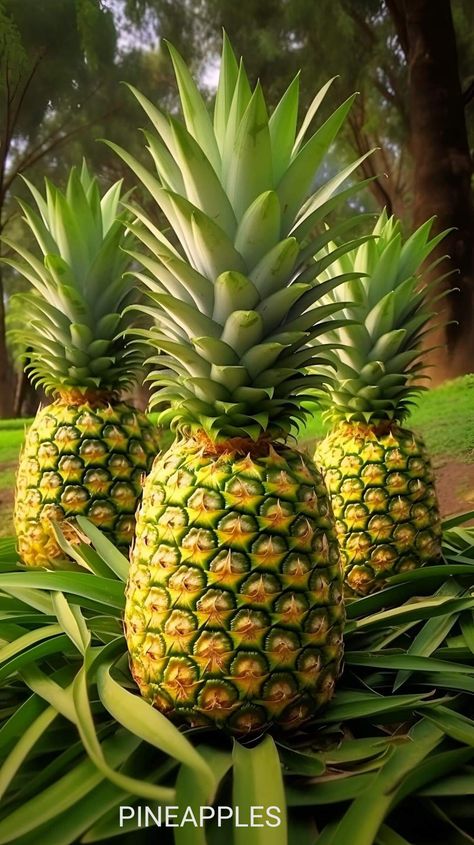 Tropical Fruit Photography, Fruits And Vegetables List, Fruits And Vegetables Pictures, Fruit World, Pineapple Wallpaper, Vegetable Pictures, Cheap Meal Ideas, Fruit Picture, Simple Family Meals