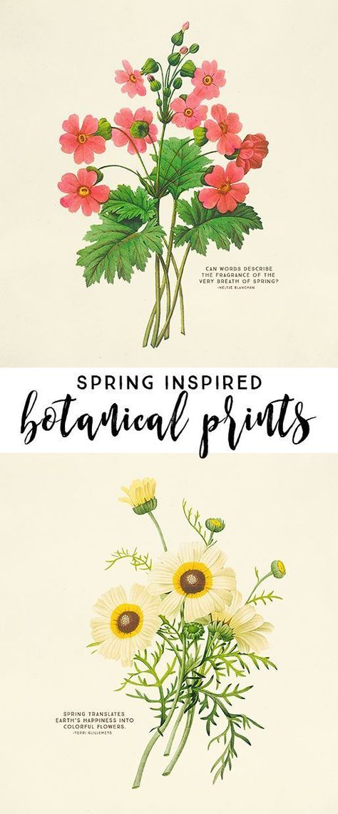 Free Plant Printables, Spring Printables Free, Botanical Printables, Spring Printables, Pretty Printables, Free Printable Wall Art, Cactus Wall Art, Vintage Botanical Prints, Printable Vintage