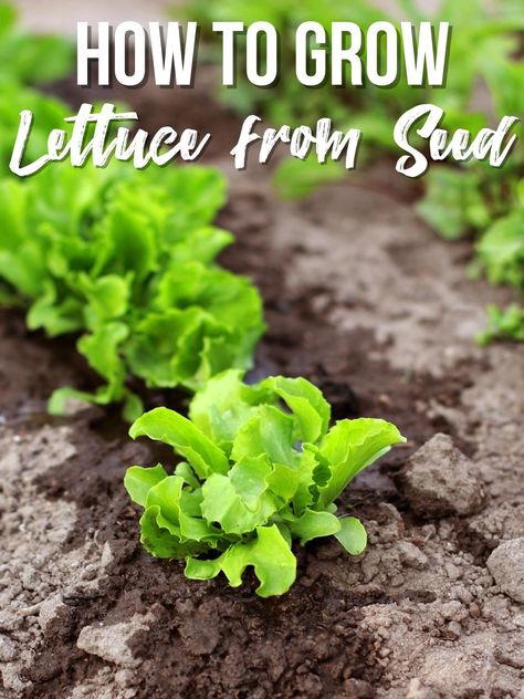 Learn how to grow lettuce from seed and enjoy crisp, fresh leaves for salads and more! Get tips for sowing seeds and improving your harvest! Growing Lettuce From Seed, Harvest Lettuce, Grow Lettuce From Scraps, How To Harvest Lettuce Seeds, How To Harvest Lettuce, Seed Starting Soil, Herb Garden Planter, Container Herb Garden, Fall Crop