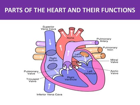 PARTS OF THE HEART AND THEIR FUNCTIONS Nursing Student Notes, Emt Study, Reference Study, Nurse Skills, Student Notes, Nursing School Essential, Basic Anatomy And Physiology, Nurse Study Notes, Nursing Student Tips