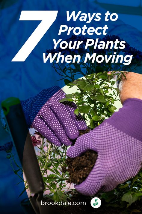 How To Move Plants When Moving, How To Transport Plants When Moving, How To Keep Cats Out Of Plants Houseplant, Non Toxic House Plants Dogs, Ways To Water Plants While On Vacation, Best Water For House Plants, Getting Ready To Move, Household Plants, Moving And Storage