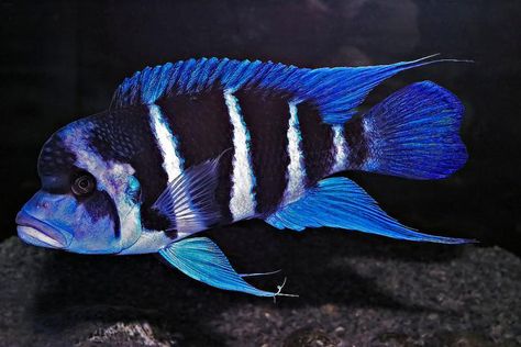 Blue Zaire African Cichlid Tank, Cichlid Fish, Lake Tanganyika, Parrot Fish, Monster Fishing, African Cichlids, Freshwater Aquarium Fish, Ocean Fishing, Exotic Fish