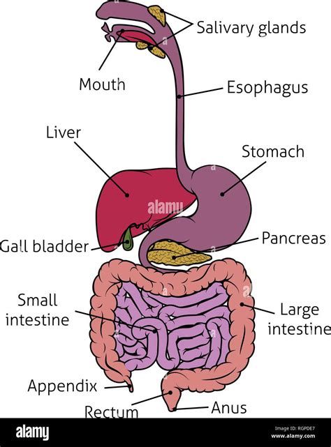 Diagram Of The Intestinal Tract. There are any references about Diagram Of The Intestinal Tract in here. you can look below. I hope this article about Diagram Of The Intestinal Tract can be useful for you. Please remember that this article is for reference purposes only. #diagram #of #the #intestinal #tract Gut Anatomy, Digestive System Drawing, Gi System, Digestive Organs, System Map, Gastrointestinal System, Gastrointestinal Tract, Digestive Tract, Diagram Design