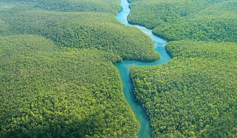 The Longest Rivers in the World - WorldAtlas.com Forest Ecosystem, Amazon Forest, River Basin, Amazon River, Nile River, Amazon Rainforest, Aerial Photo, River Cruises, Aerial View