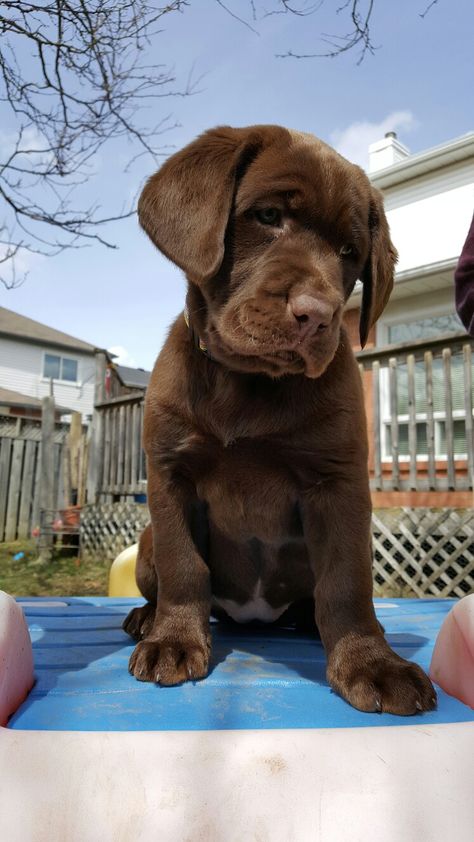 Cute Lab Puppies, Big Dogs Breeds, Biggest Dog In The World, Biggest Dog, Chocolate Lab Puppies, Cute Fluffy Dogs, Really Cute Puppies, Dogs Breeds, Dog Pics