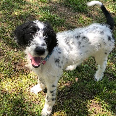 Dalmadoodle Breed Info: Dalmatian Poodle Mix Dalmatian Poodle, Dalmatian Poodle Cross, Miniature Dalmatian Dogs, Australian Shepherd Mixed With Poodle, Dalmatian Mixed With Doberman, Dalmatian Mix Breeds, Australian Shepherd Mixed With Dalmation, Dalmatian Mix, Poodle Mix Breeds