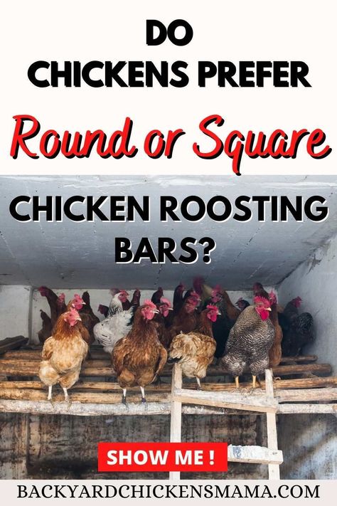 Do Chickens Prefer Round or Square Roosting Bars? Find out what they really like! The chicken coop is where your chickens will spend over half their time in so it is important to make it a safe, clean and happy environment for your flock. This is why it is important to have your chicken roosting bars set up properly. Raising Chickens Diy, Chicken Roosting Bars, Backyard Chickens Diy, Inside Chicken Coop, Roosting Bars, Chicken Perches, Happy Environment, Chicken Roost, Baby Chicks Raising