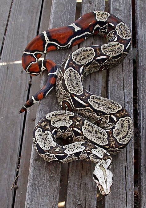 Suriname true red tail boa constrictor Brian boas Prometheus Snake Pictures, Red Tail Boa, Dream Snake, Snake Photos, Snake Enclosure, Boa Constrictor, Colorful Snakes, Pretty Snakes, Reptile Room